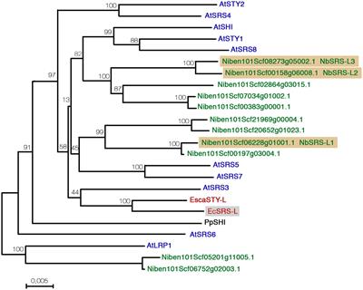 The Role of SHI/STY/SRS Genes in Organ Growth and Carpel Development Is Conserved in the Distant Eudicot Species Arabidopsis thaliana and Nicotiana benthamiana